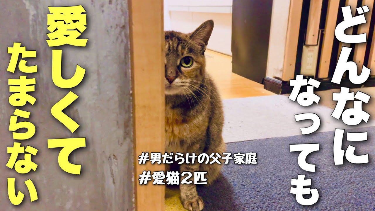 【猫目線⁈】父子家庭 男4人を癒す2匹の日常と飼い主の生態(no.378)