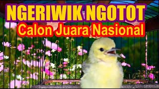 Calon Ngotot : Anakan Cipoh / Sirtu Jantan Umur 2 Minggu Belajar Bunyi