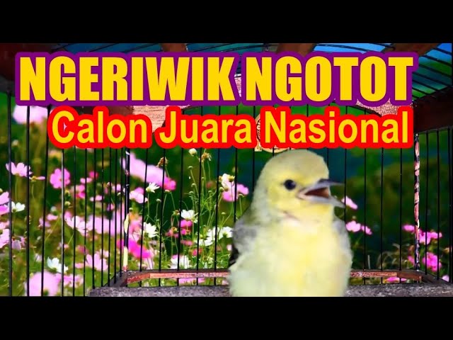 Calon Ngotot : Anakan Cipoh / Sirtu Jantan Umur 2 Minggu Belajar Bunyi class=