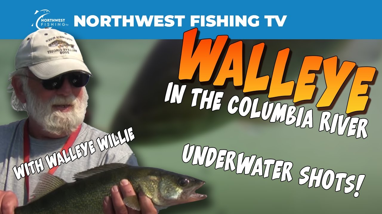 Above The Dalles Walleye