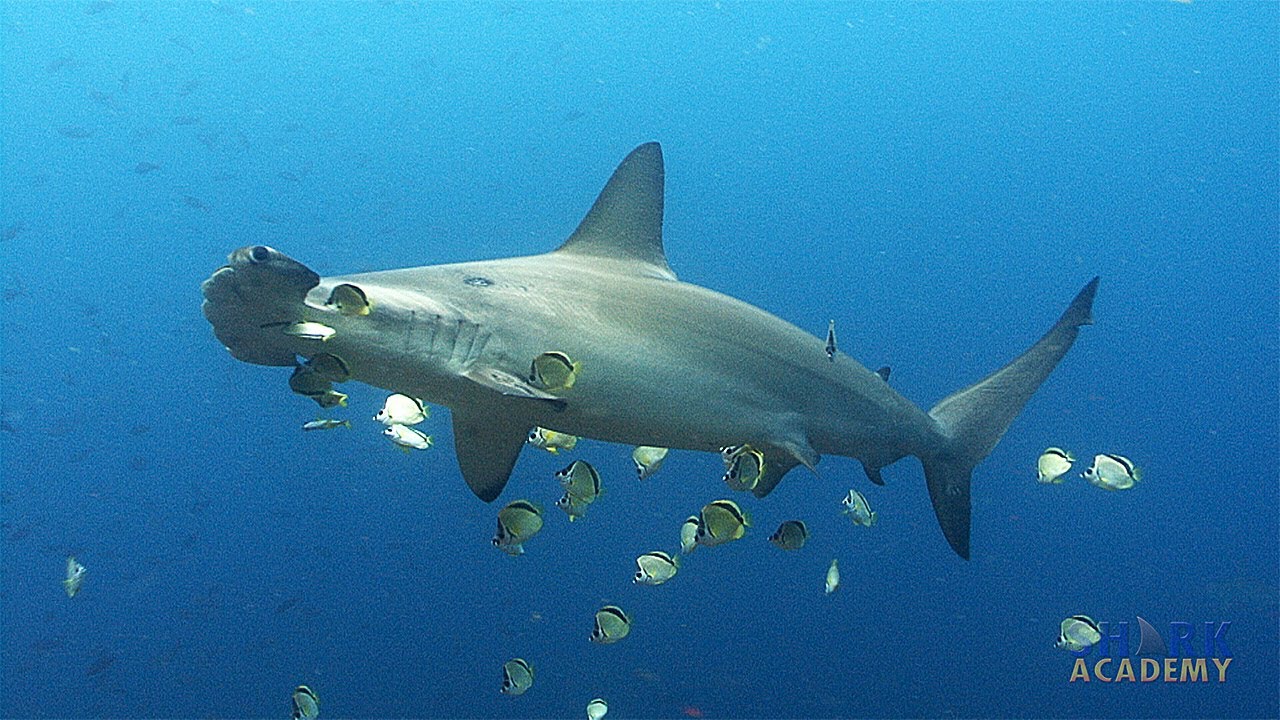 Scalloped Hammerhead Sharks | SHARK ACADEMY - YouTube