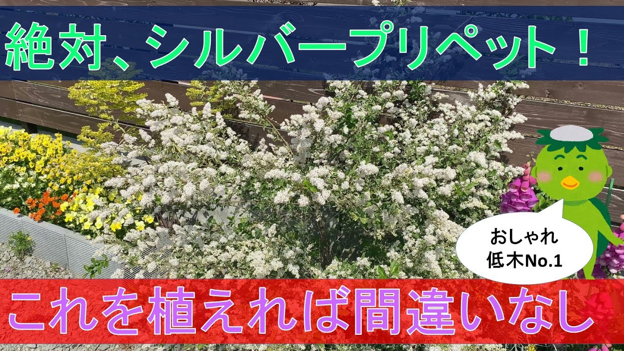 Recommended No. 1] Growth Record of the Stylish Shrub, Silver