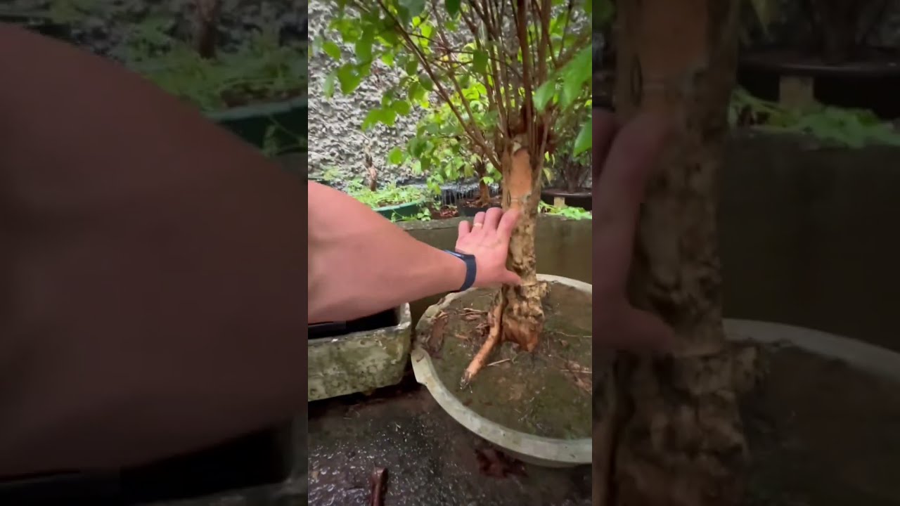 Poda drstica no Bonsai