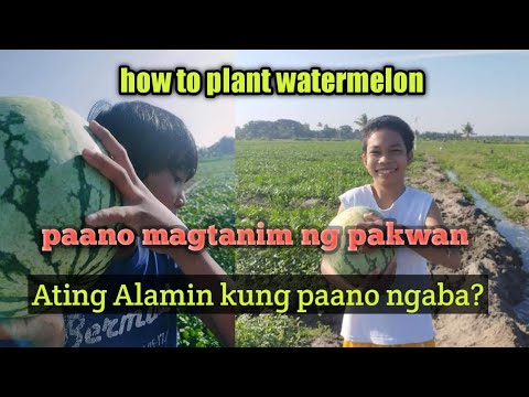 Video: Teknikal Na Pang-agrikultura Para Sa Lumalagong Mga Pakwan Sa Bukas Na Bukid