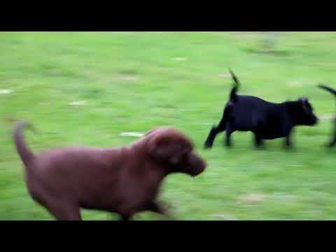 greenfield puppies yorkie poo