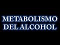 Metabolismo del Alcohol