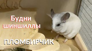 Жизнь шиншиллы дома