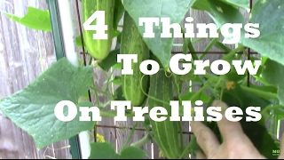 Growing things on a trellis is a great way to maximize space in your garden. Here are just 4 things that can be grown on them. 