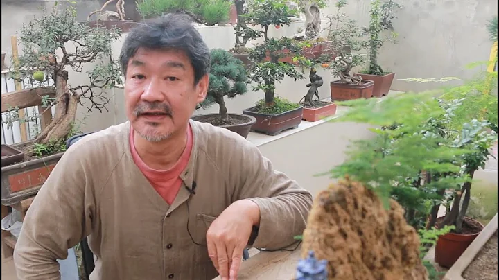 文竹發黃怎麼辦？留意大叔講的這幾點，翠綠長青，10年不會黃葉！ - 天天要聞