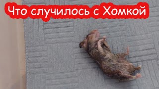 VLOG Что случилось с нашим хомяком