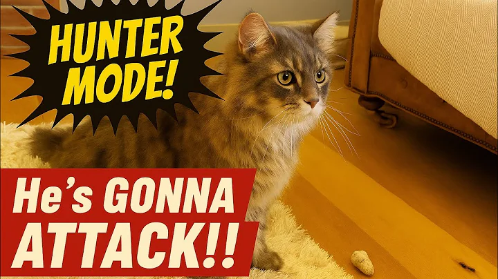 Video 11875821: maine coon cat playing, giant maine coon, best maine coon