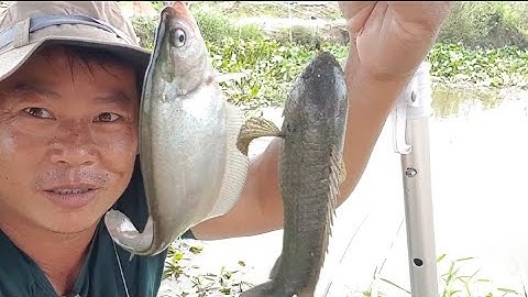 câu cá rô đồng, câu cá thác lác, lục bình xịt thuốc bầy cá dồn ra trống hốt trọn ổ