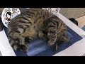 かねこに寝起きドッキリしようとしたらトラも寝てた。【トラ21話】
