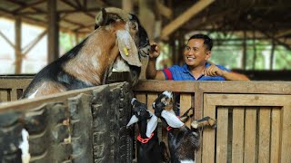 GOAT FARMING│Inside farm most expensive & Hybrid goats! Tips from a successful goat farm owner