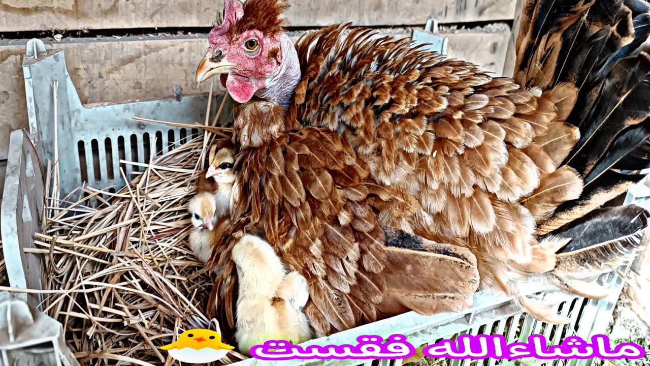فقست ام رگيبة 🐣 صورت الهراتيات 🐓