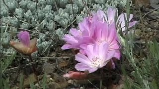 "The Story of the Bitterroot, Part 4" (2004)