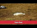 Can you name this animal? Ep08 🧊