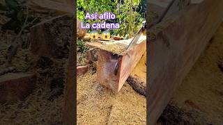 Como afilar la cadena de mi motosierra #woodworking #wood #stihl #woodwork #asmr