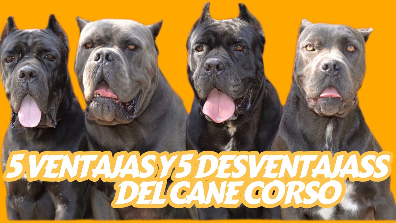 El impactante secreto oculto sobre la raza de los Cane corso - YouTube