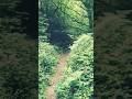 walking with bird sounds #nature #forest #hiking #walkinthewoods #woodlandwalk #asmr #tree