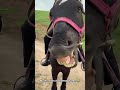 #shorts #funny #horse #funnyanimals #2026