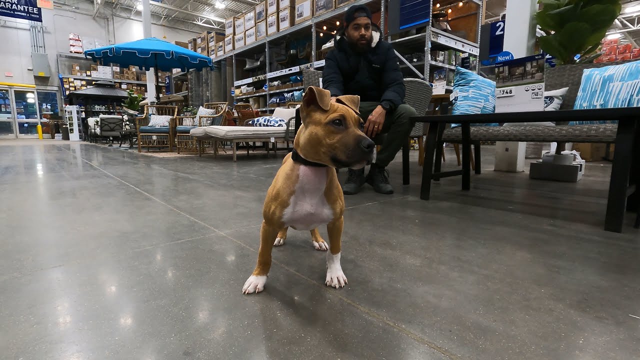Socializing and Training my Apbt puppy at Lowe’s ! - YouTube