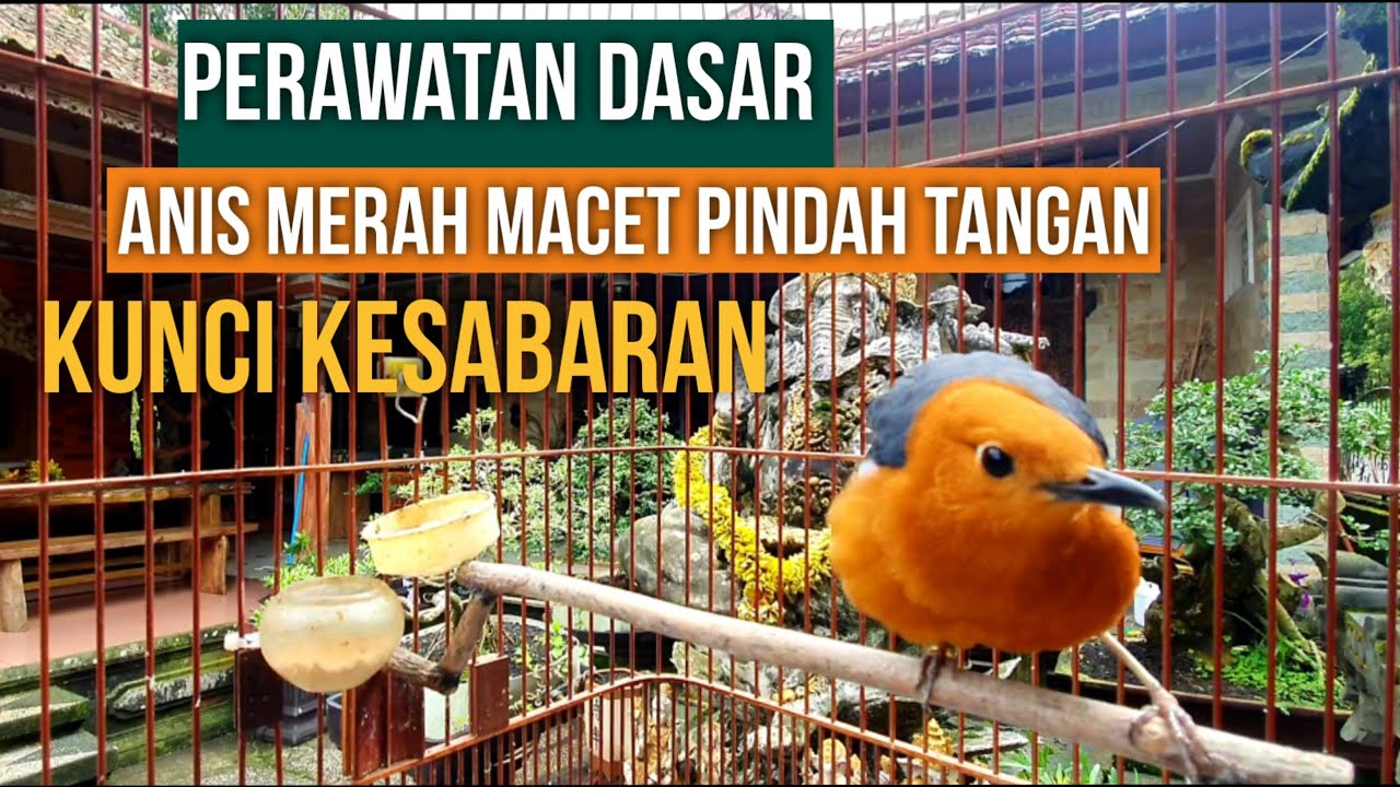 PERAWATAN DASAR ANIS MERAH MACET KUNCINYA  Ada di Rawatan disiplin Harian.(Baca diskripsi)