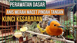 PERAWATAN DASAR ANIS MERAH MACET KUNCINYA  Ada di Rawatan disiplin Harian.(Baca diskripsi)