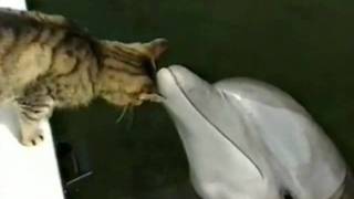 Игра дельфина и котика в музыкальном сопровождении