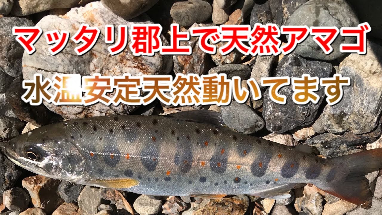 今回は釣りシーンではなく綺麗な天然アマゴと渓流風景をお楽しみください Youtube