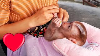 Adorable baby monkey Lyly patiently lies down for her mother's massage!