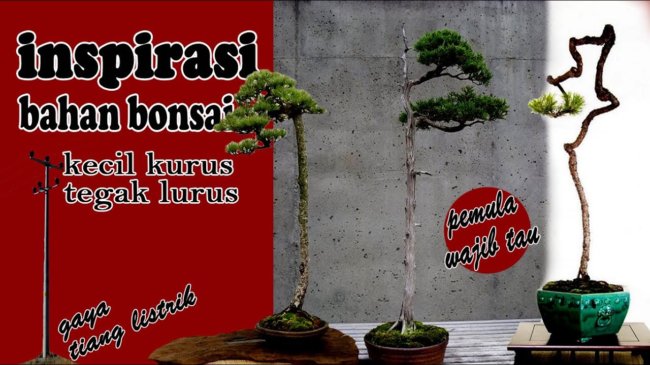 50 Contoh Bonsai Kurus Dan Tegak Lurus Inspirasi Bahan Sederhana Youtube