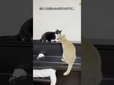 返り討ちにあった猫