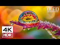 Best 4K HDR 60FPS | Dolby Vision #4kvideo #hdr