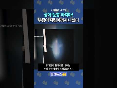 상어 '눈뽕' <strong>하지마</strong>! 부캉이 지킴이까지 나섰다 | 모다뉴스
