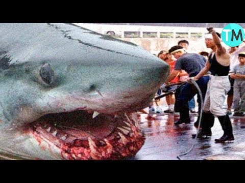 Vídeo: RELOJ: Hábitos Nunca Antes Vistos De Grandes Tiburones Blancos - Matador Network