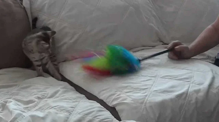 Watch the video about F2 Savannah Kitten Playing