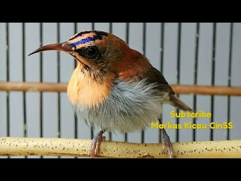 Burung Kolibri Sepah Raja Ekor Merah Gacor Dan Langka Rawatan Dari