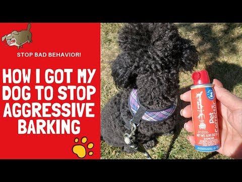 how-i-got-my-dog-to-stop-aggressive-barking