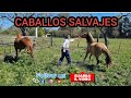 COMO AMANSAR UNA POTRANCA CHUCARA CONVIRTIÉNDONOS EN LIDERES PROTECTORES #horsemanship #