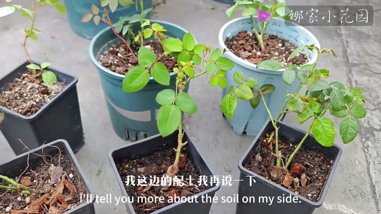 新入月季小苗养护方法大全Complete list of maintenance methods for new rose seedlings