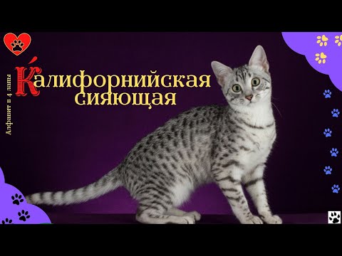 Алфавит в 4 лапы/К: Калифорнийская Сияющая кошка/История породы/ характер/отличительные черты/