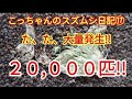 こっちゃんのスズムシ日記⑰「た、た、大量発生!!20,000匹！！」こっちゃんの生き物係