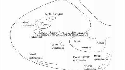 Spinal Cord Descending Pathways   Draw it to Know it   Neuroanatomy Tutorial