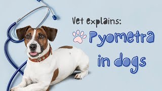 Vet Explains Pyometra in Dogs