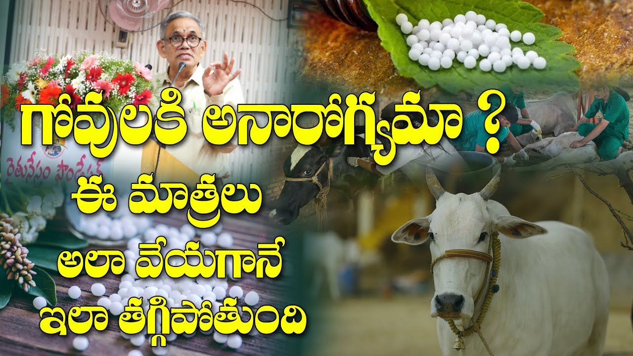 ఇప్పుడు గోమాతల వైద్యానికి వేల రూపాయలు అవసరం లేదు | Cow Health | VVRK Sastry