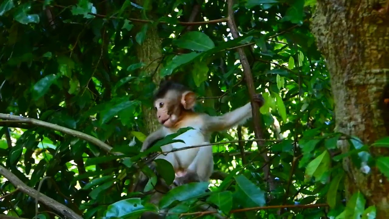 baby monkey brandy