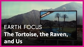 The Tortoise, the Raven, and Us | Earth Focus | Season 5, Episode 3
