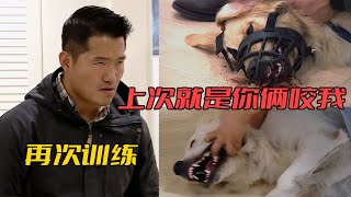 【合集】被訓犬師吊打過的金毛後續真的有變化嗎補充訓練跳轉至21:55