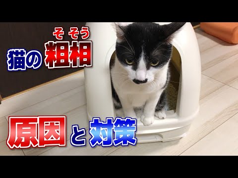 猫のトイレのしつけ - 粗相の原因と対策【音声解説】